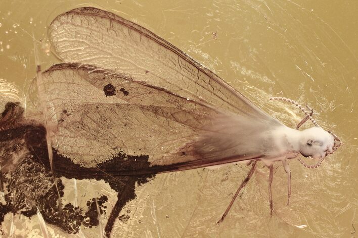 Detailed Fossil Winged Termite and Two Flies In Baltic Amber #321785